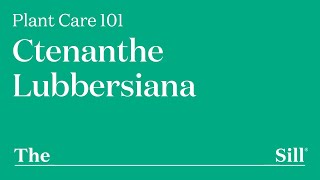 How to Take Care of a Ctenanthe Lubbersiana [upl. by Eidoj]