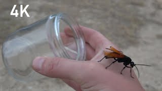 Tarantula Hawk Wasp 4K  Episode 24 [upl. by Madoc414]