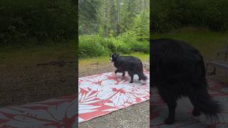 Hunter s martial arts for getting flies 😁yt camping  funny dog bugs [upl. by Akemehc361]