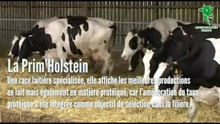 Race primholstein LIVESTOCK BOVIN EUROPE  caractéristiques [upl. by Ajssatsan]