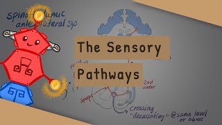 SensoryAscending Spinal Tracts [upl. by Osy]