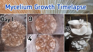 Mycelium growth Timelapse V 17 [upl. by Othilia339]