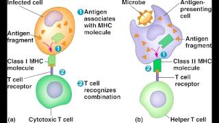 MHC 1  Major Histocompatibility Complex I [upl. by Shanon79]