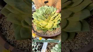 SUPERCHARGE Your SUCCULENTS Growth with This 1 Simple Trick [upl. by Linnell]