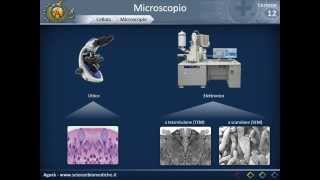 Citologia 12  microscopio [upl. by Shelba]