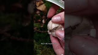 Stinkhorn mushroom  foraging mushrooms shorts [upl. by Eimme]