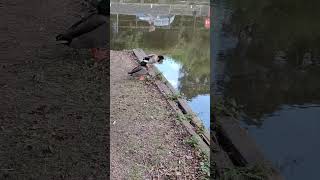 Lovely ducks by the river wensum [upl. by Atter]