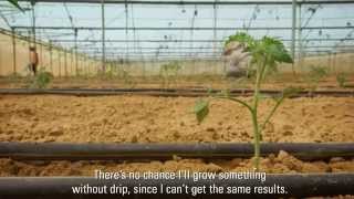 Growing Vegetables with Drip in Israel Netafim Customer Testimonial [upl. by Kcirdor637]