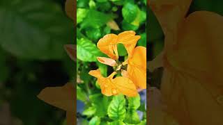 Crossandra infundibuliformis Flower Plant Propagation amp Care plant gardening evergreen india [upl. by Halley566]