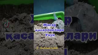 Jigar kasalligi uchun Umirbek tabib 998905673557 фарғона вилояти бешариқ тумани санат мактаб [upl. by Lelah]