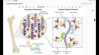Skeletal System Part 1 A and P 1 class [upl. by Nairad]