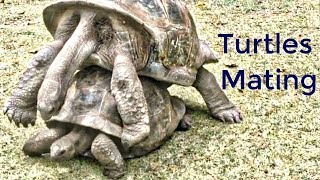 Turtles Mating Funny Noise  Watch with Sound  Giant Turtles Mating Sounds Try Not to Laugh [upl. by Petula709]