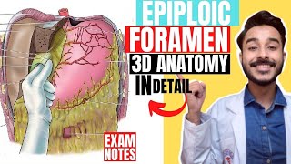 epiploic foramen anatomy 3d  foramen of winslow anatomy  omental foramen anatomy [upl. by Knute393]