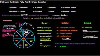 Fatty Acid Synthesis Part 4 of 12  Fatty Acid Synthase Complex [upl. by Airdnat]