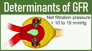 08 Determinants of GFR Glomerular Filtration Rate [upl. by Hen]