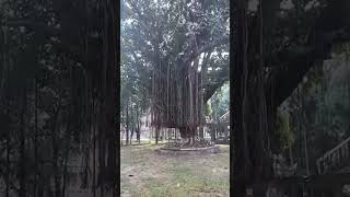 Banyan tree banyan banyantree banyantree nature naturalattractions [upl. by Atrim]