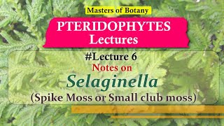 Lecture 6  Selaginella Spike or Little Club Moss Life Cycle  Pteridophyta Lecture Notes [upl. by Webber]