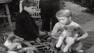 Lassie  The Puppy Story  Full Episodes  Kids Cartoon  Videos For Kids  Old Cartoon [upl. by Greenburg]