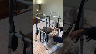 Healthcare Solutions for Paralyzed Incontinent Lessmobile Animals How I Change My Dogs Diaper [upl. by Loomis]