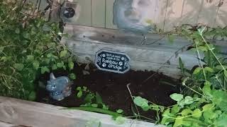 Ozzytas new resting place My wife added the rainbow bridge sign I added the elephant flower pot564 [upl. by Trebbor]