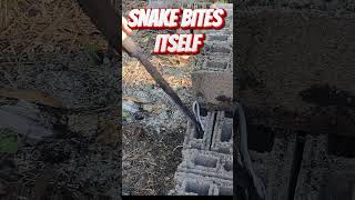 SNAKE BITES ITSELF snakes dangerous venomous suicidal [upl. by Ayidan]