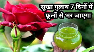 सूखा गुलाब 7 दिन में हरा भरा होगा घरेलू तरीके सेRose plant growing tips [upl. by Erkan259]