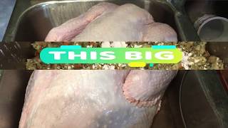 How to stuff a 30Pound Hutterite Turkey Stuffing Recipe [upl. by Ccasi]