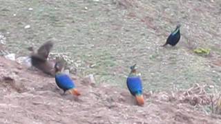 Nepal National BirdsDanfe  Chasing Love [upl. by Retsam]