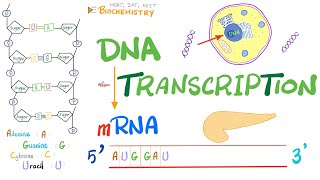 DNA Transcription Converting DNA to RNA [upl. by Bedad]