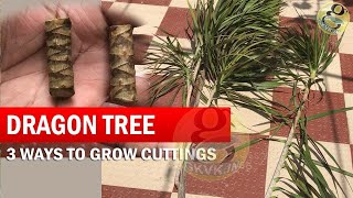 3 Ways to Grow Dracaena Plant From Cuttings  How to Propagate Dracaena Tree  Dragon Tree [upl. by Ikilisav]