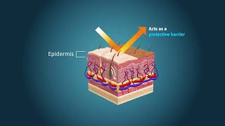 Routes of Chemical Entry  Skin Absorption [upl. by Reginald]