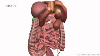 Peritoneal Cavity  Part 4  Intraperitoneal and Retroperitoneal Organs  Anatomy Tutorial [upl. by Alard733]