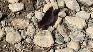 メリボエアセセリAnastrus meliboea 20191028 Manu Road 1050m Butterfly of Peru [upl. by Marcellina]