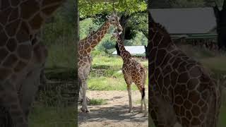 🦒Baby giraffe loves mummy omahazoo omaha omahanebraska giraffe zoo love nature dayoff joy [upl. by Vani437]