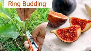 Grafting Fruit Trees  Ring Budding made Easy Live Demo on Fig Tree 🌳 [upl. by Oniliuqnart]