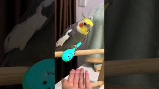 Adorable Cockatiel Larrys Cute Training Time 🥰🦜 cockatielscraze [upl. by Mokas]