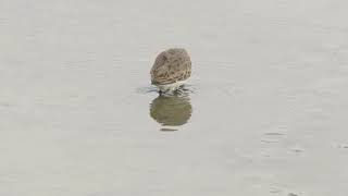 Dunlin and Grey Phalarope Titchwell RSPB Norfolk 181021 [upl. by Barger951]