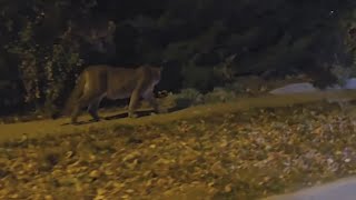 Man fights off mountain lion going after his dog [upl. by Alice]