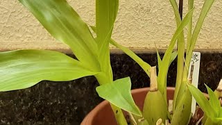 Como Cultivar Zygopetalum e Dar Muito Certo [upl. by Zindman25]