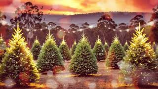 Melbourne Christmas Tree Farm in July with Winter Sunset 🌇 [upl. by Kcarb]