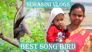 The Best Song Bird in the World  Telugu Vlogs form Iraq [upl. by Anirac]