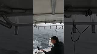 Giant Thresher shark TAIL WHIPS boat motor while hooked  BREAKS MOTOR [upl. by Boice193]