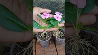 Easy way to grow periwinkle plant shorts [upl. by Eniawed475]