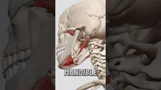 Muscles Involved in Mandible Depression 💪 [upl. by Lertnahs]