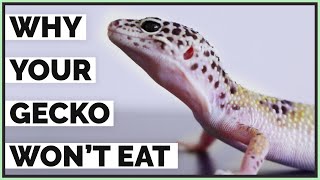 5 Reasons Your Leopard Gecko Isnt Eating  Picky Geckos [upl. by Nroht605]