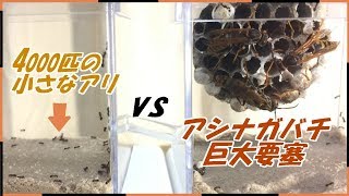 蟻戦争Ⅲ＃49 キアシナガバチの巨大要塞vs4000匹のケアリ～共生か戦争か～【後編】編～Giant Beehive vs 4000 ants～ [upl. by Rosalinda443]