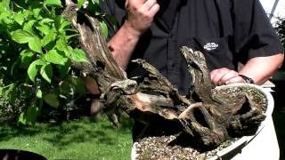 Bonsai  Cornus mas  Merlin Juni2010 [upl. by Enitnatsnoc]