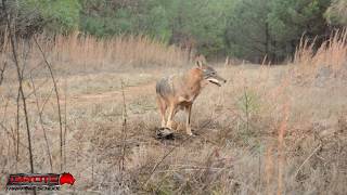 Eye Appeal on the Trapline [upl. by Stent736]