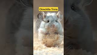 Surprising Fact About Chinchilla chincilla pandapache animalfact animalshorts animals healing [upl. by Oecam20]