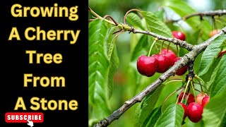 From Seed to Splendor Growing a Cherry Tree from Stone  Your Complete Guide [upl. by Ayhdnas]